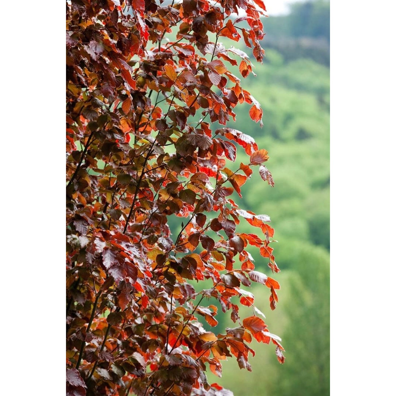 Fagus Sylvatica Rohan Obelisk Rotbuche Säulenförmig 80–100 cm günstig online kaufen