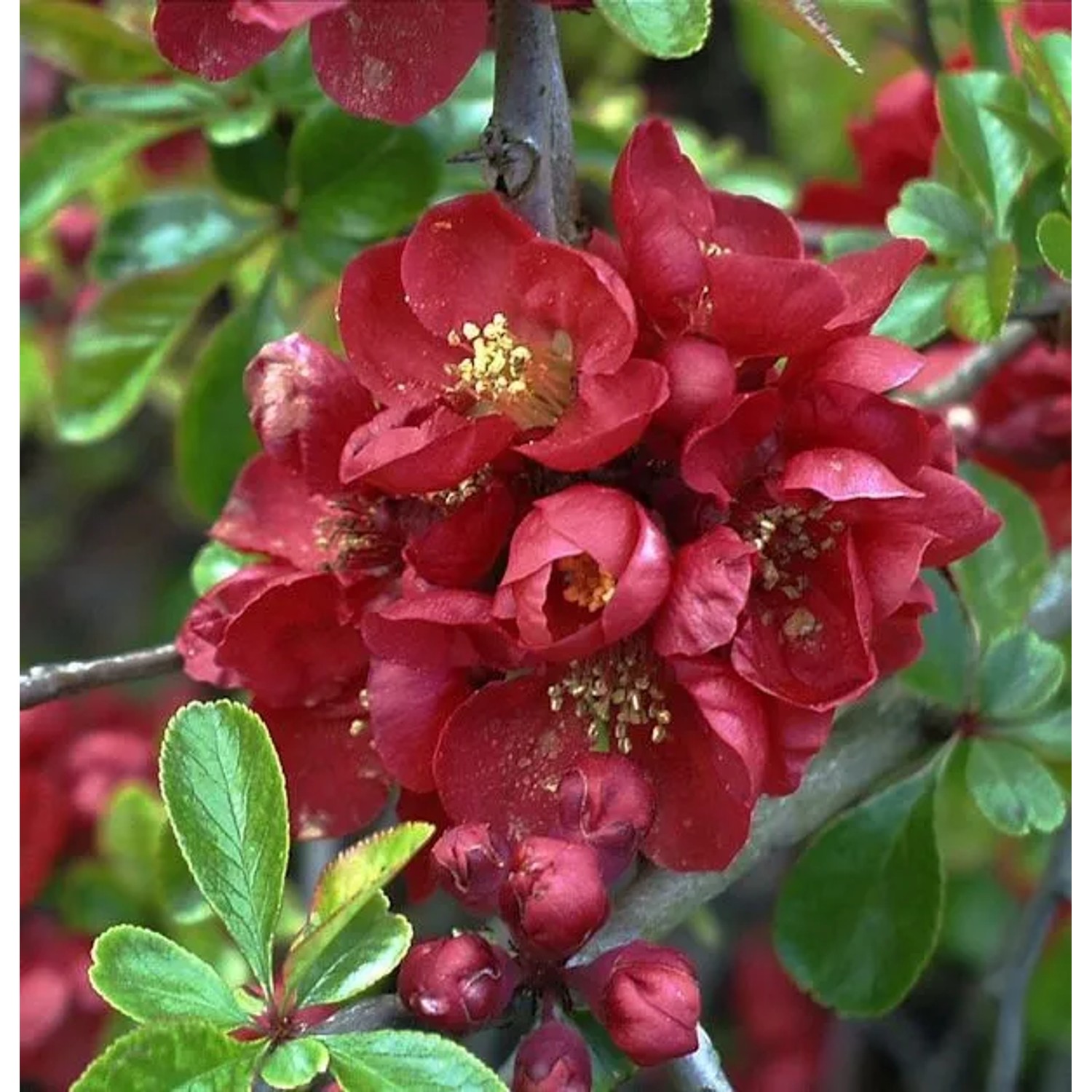 Niedrige Scheinquitte 125-150cm - Chaenomeles japonica