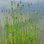 Gewöhnliche Teichsimse - Schoenoplectus lacustris
