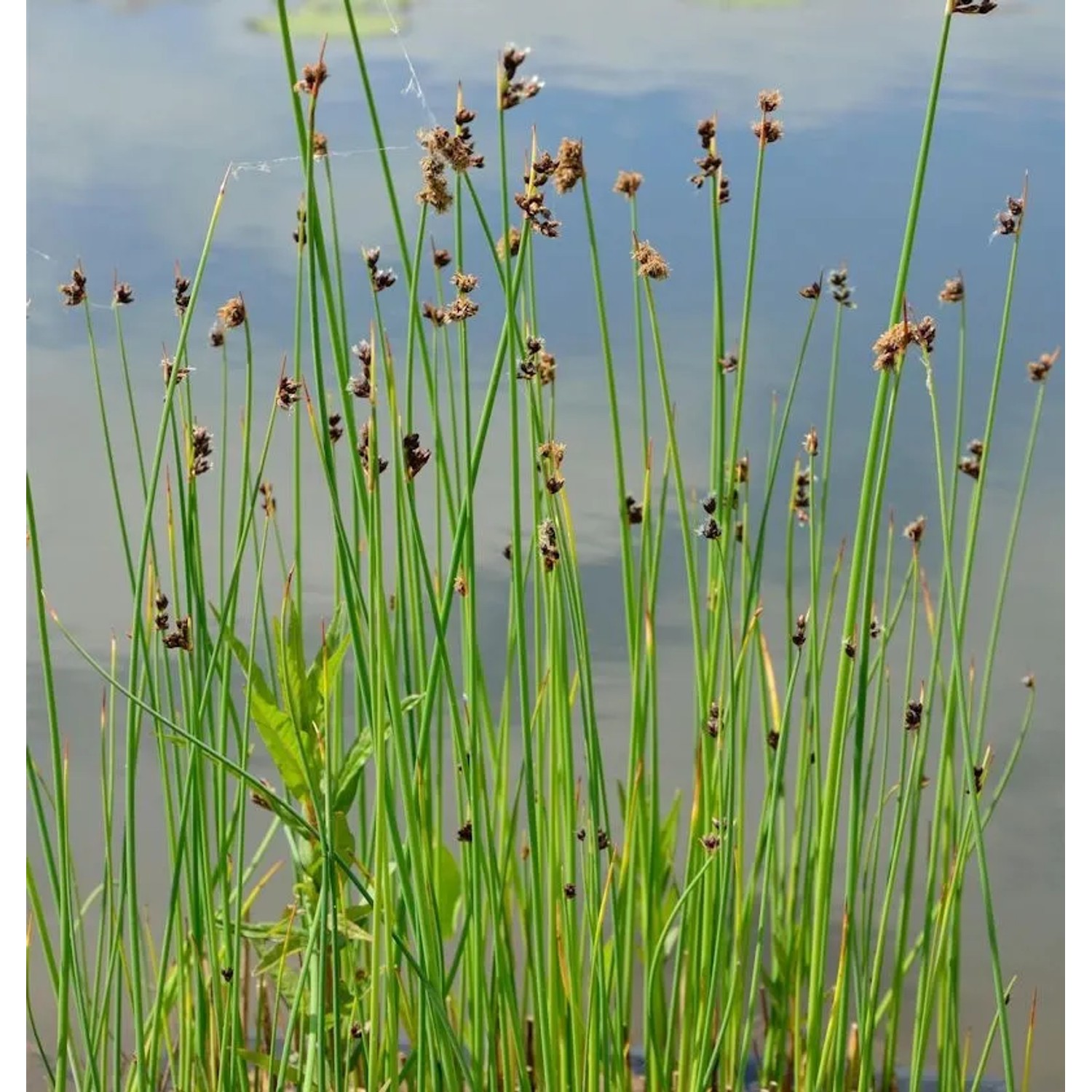 Gewöhnliche Teichsimse - Schoenoplectus,acustris