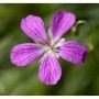 Nahaufnahme einer lila Sumpf-Storchschnabel Blüte, eine Staude.