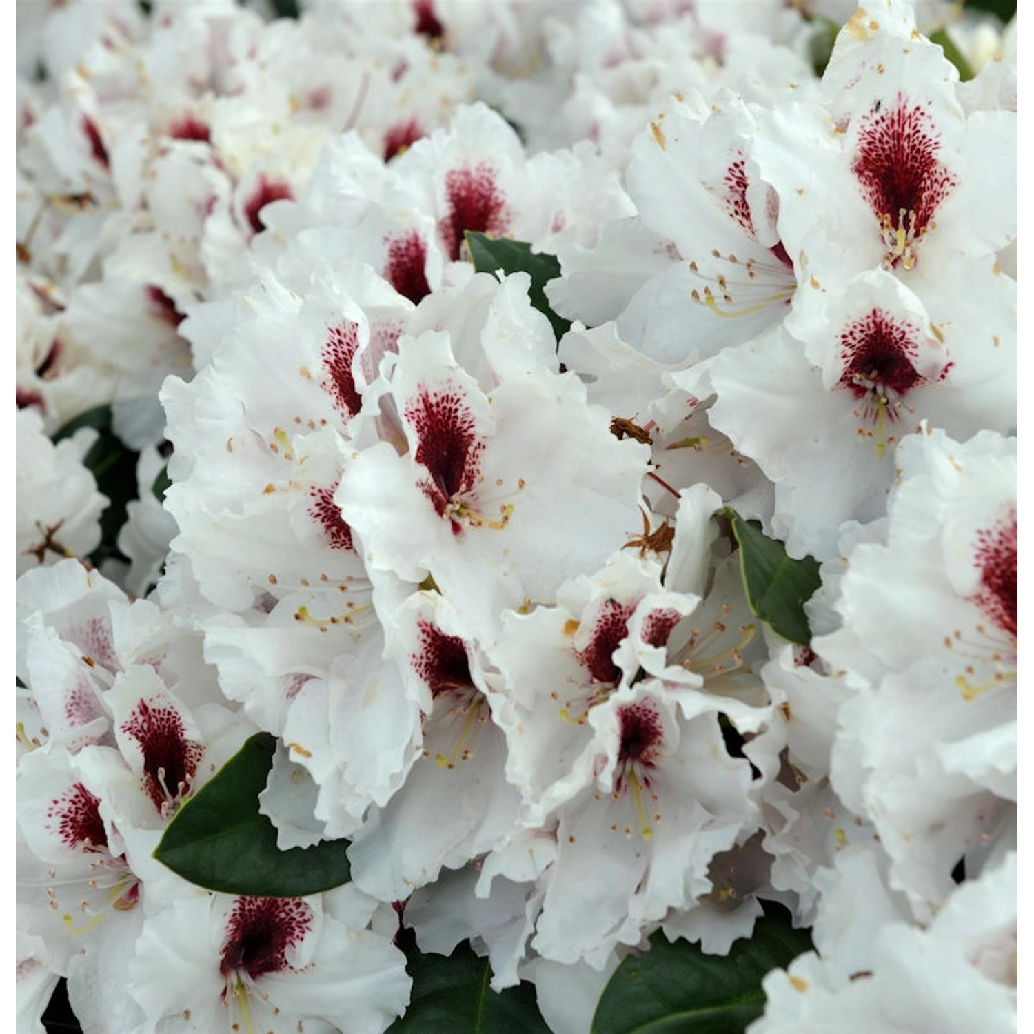 INKARHO - Großblumige Rhododendron Hachmanns Picobello 30-40cm - Alpenrose günstig online kaufen