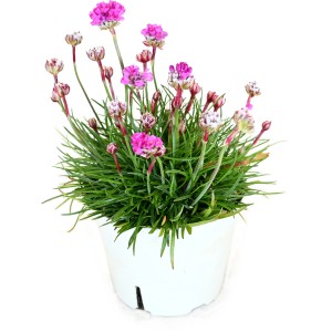 Grasnelke 'Ballerina' im Topf: Kompakte, winterharte Staude mit leuchtend pinken Blüten.