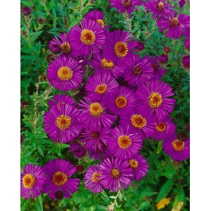 Violette Raublattaster 'Andenken an P. Gerber' im 9x9 cm Topf. Blühende Zimmerpflanze mit gelber Blütenmitte.