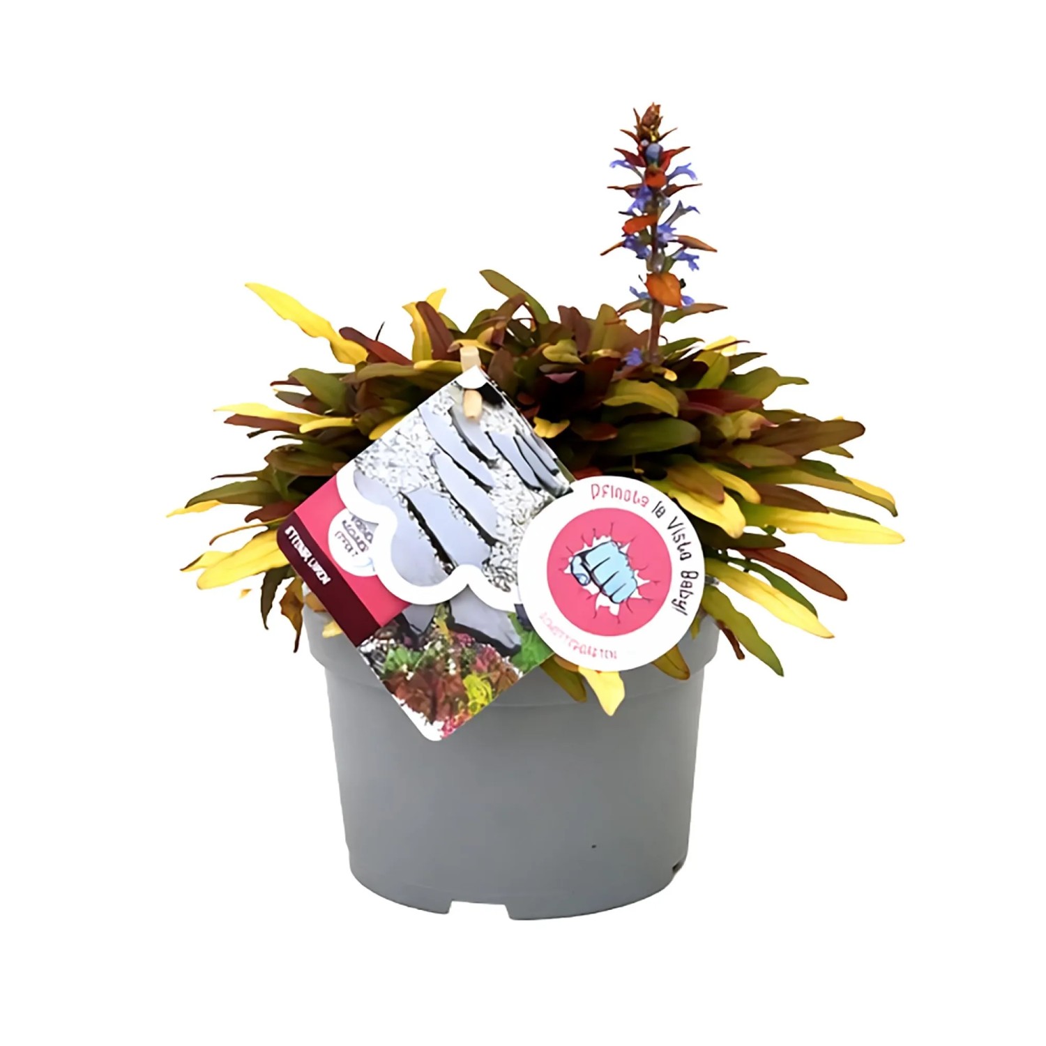 Steinblumen-Mix Pflasta La Vista Topf-Ø ca. 13 cm Sortenauswahl