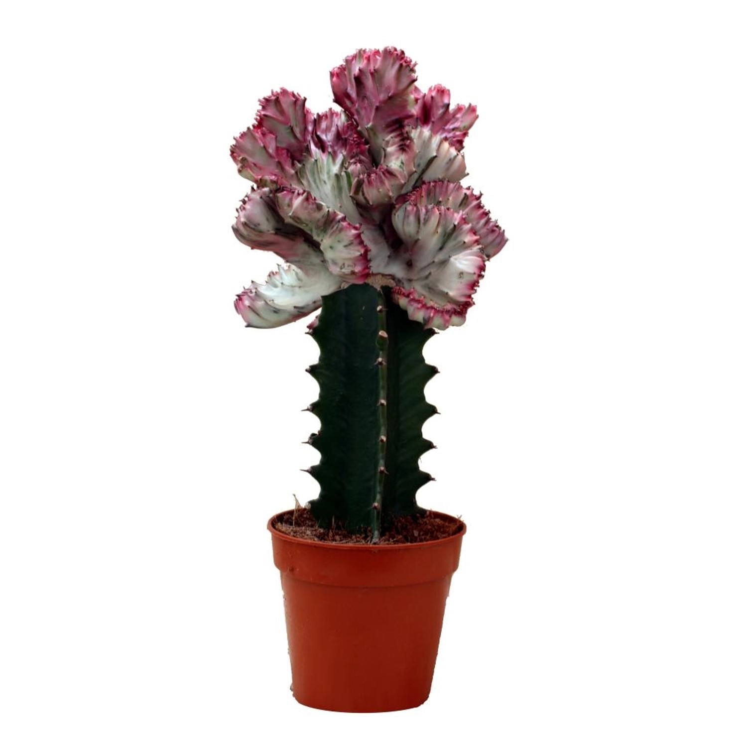 Exotenherz Euphorbia Lactea Cristata Gepfropft 12cm Topf günstig online kaufen