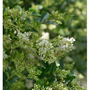 Blühender Ovalblättriger Liguster (Ligustrum ovalifolium) mit weißen Blüten und grünen Blättern.