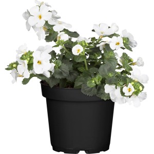 Schneeflockenblume (Sutera cordata) im Topf, weiße Blüten.