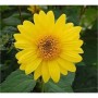 Gelbe Topinambur Blüte (Helianthus tuberosus) im Detail. Staude für den Garten.