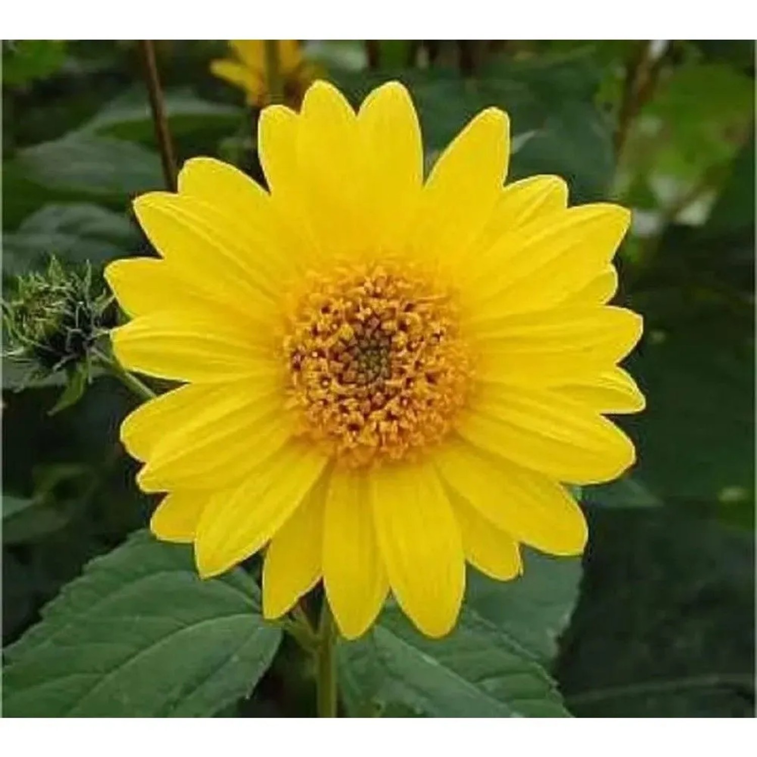 Topinambur - Helianthus tuberosus