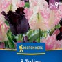 Kiepenkerl Tulpen-Mix Parrots Black & Rose, 8 Stück. Exotische, schwarz-rosa Papageientulpen für Beet und Vase.