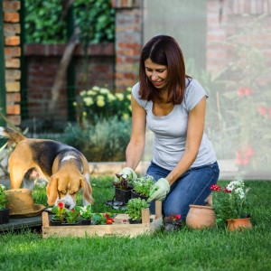 Relaxdays Tomatengewächshaus XL Metall Transparent Schrägdach Reißfest 160 cm x 200 cm x 80 cm 5,5 kg