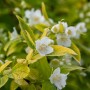 Goldgelber Duftjasmin (Philadelphus Coronarius Aureus) mit weißen Blüten und goldgelbem Laub.