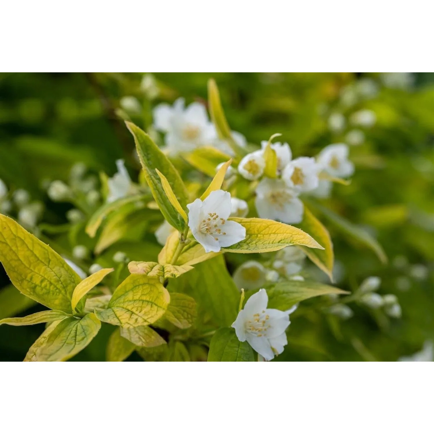 Goldgelber Duftjasmin (Philadelphus Coronarius Aureus) mit weißen Blüten und goldgelbem Laub.