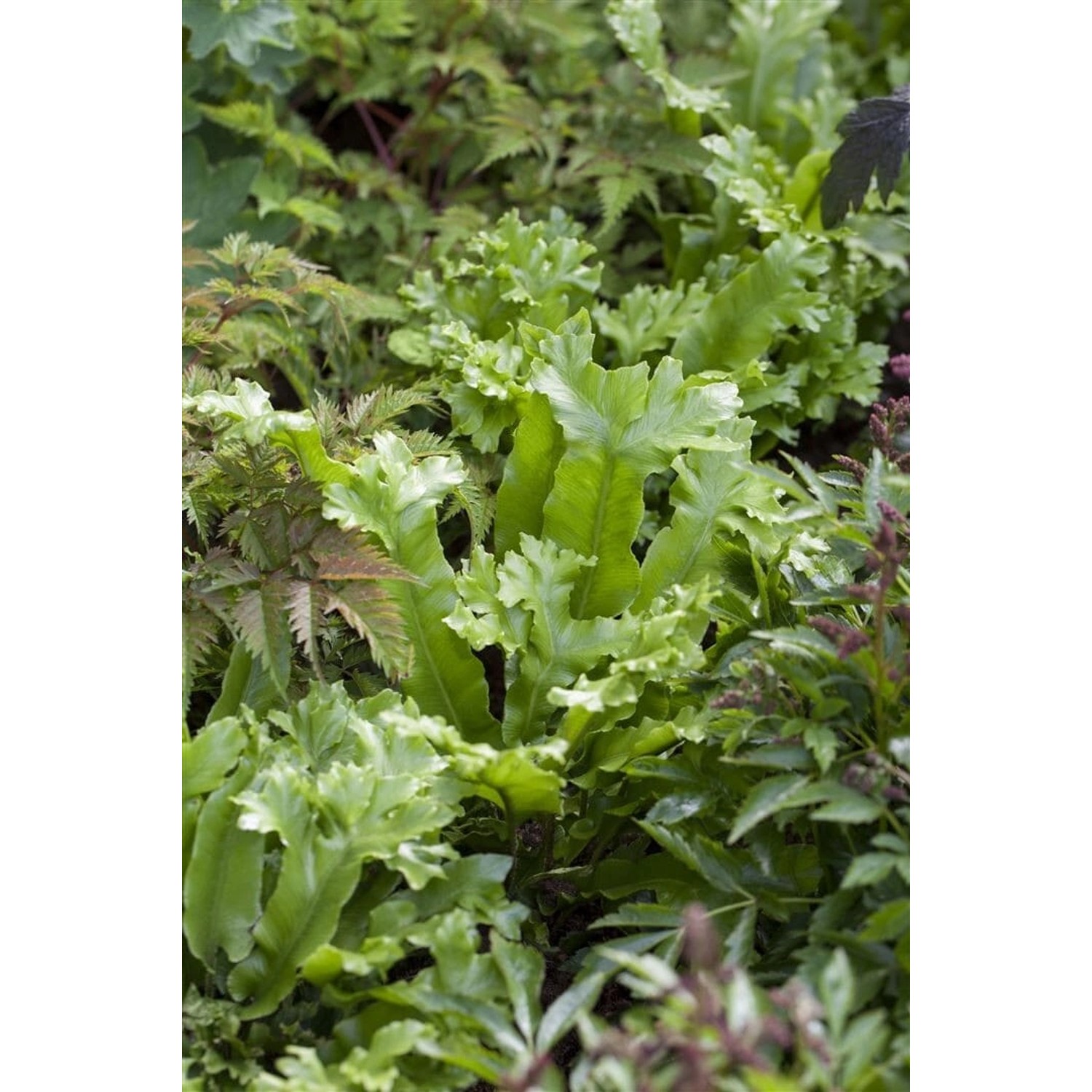 Phyllitis Scolopendrium Hirschzungenfarn Ca. 9x9 cm Topf günstig online kaufen