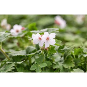 Felsen-Storchschnabel 'Spessart' mit weißen Blüten im 9x9 cm Topf.
