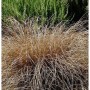 Bronzefarbene Segge 'Bronco' (Carex comans) im Garten, eine dekorative Staude.