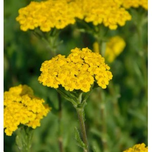 Gelbe Schafgarbe Tomentosa Aurea (Achillea tomentosa) im Detail. Blütenstand der Staude.