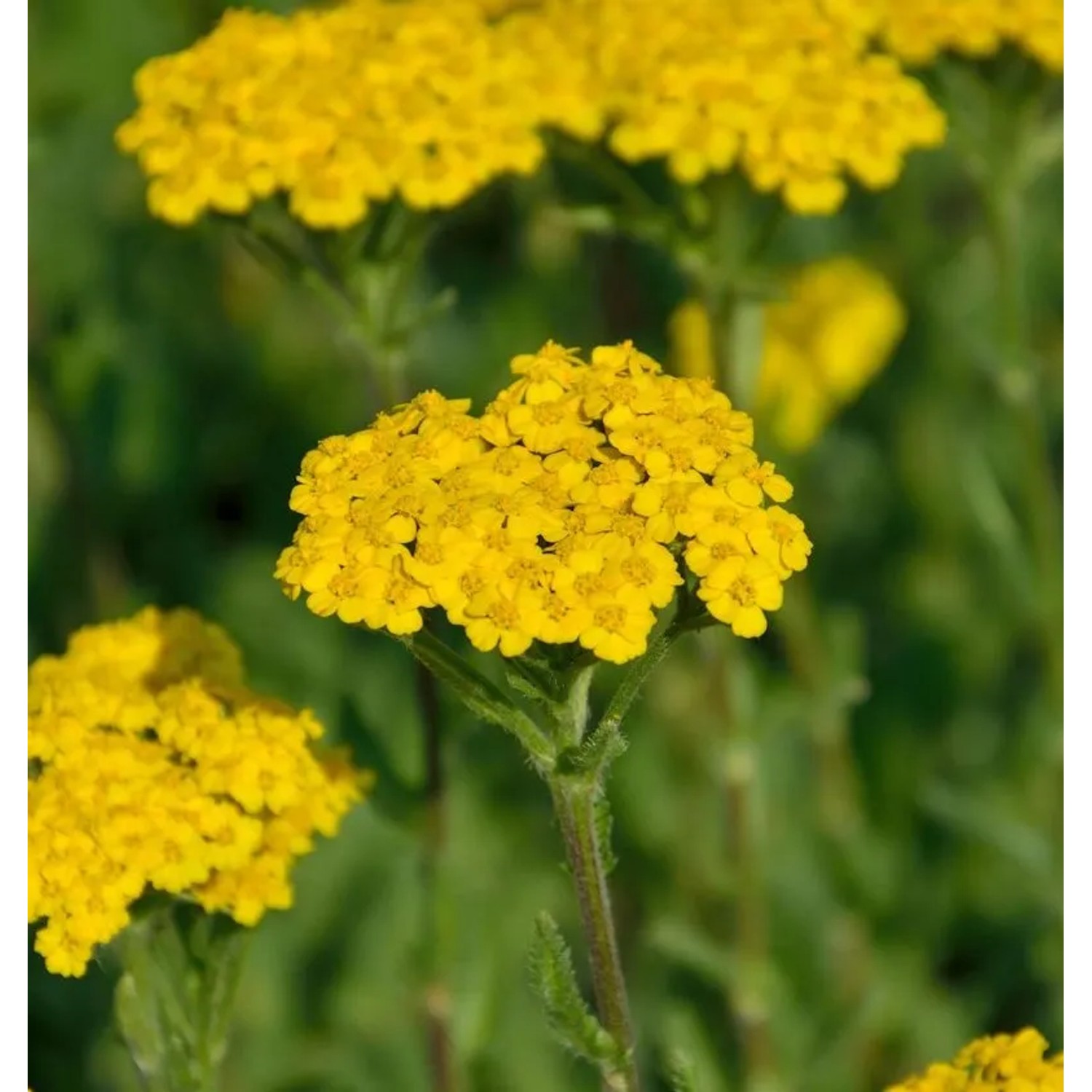 Schafgarbe Tomentosa Aurea - Achillea tomentosa
