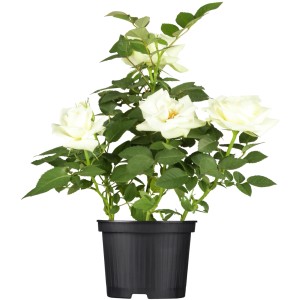 Weiße OBI Beetrose im Topf, ca. 10-20 cm hoch. Ideal für Beet- und Kübelbepflanzung.