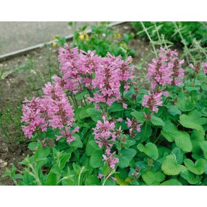 Violett blühender, großblütiger Ziest 'Superba' im 9x9 cm Topf. Winterharte Staude für sonnige Standorte.