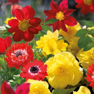 Blütenmix der GROW by OBI Terrassen- und Garten-Kollektion mit roten und gelben Blüten.