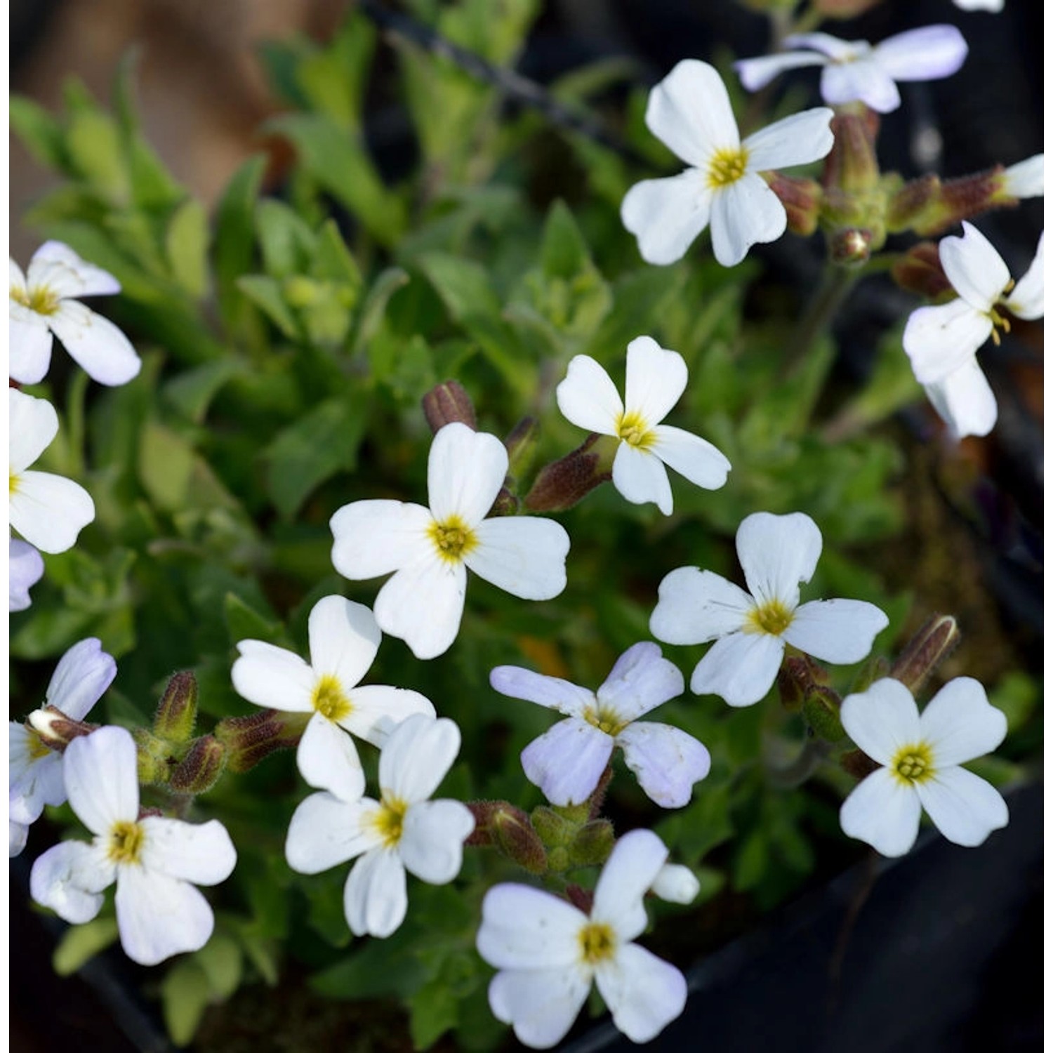 Griechisches Blaukissen Weiß - Aubrieta deltoidea günstig online kaufen