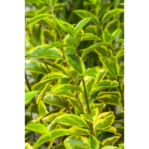 Detailaufnahme des Goldligusters Aureum von GROW by OBI mit grün-gelben Blättern.
