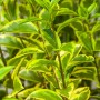 Detailaufnahme des Goldligusters Aureum von GROW by OBI mit grün-gelben Blättern.