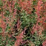 Mexikonessel Firebird (Agastache barberi) mit orangeroten Blüten im Staudengarten.