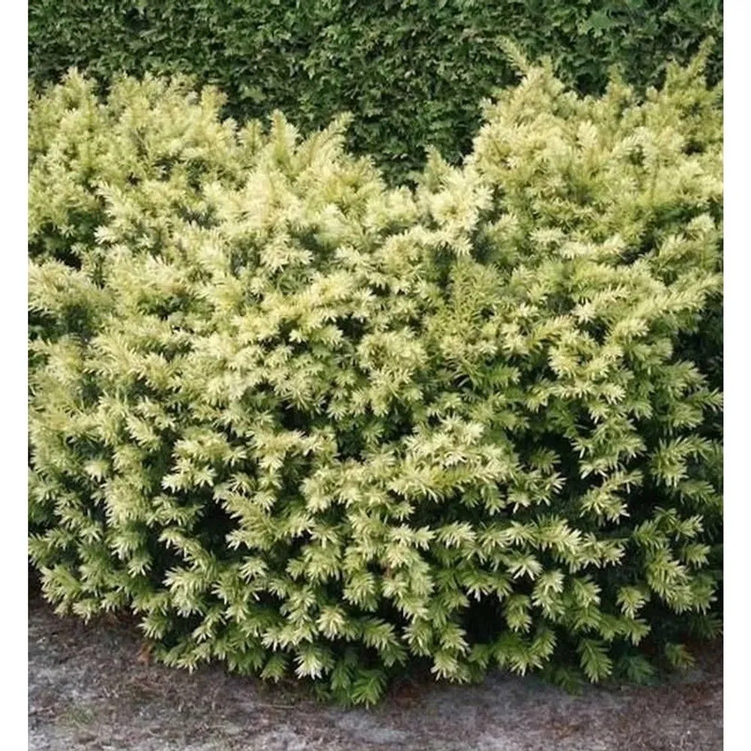 Breitwachsende Goldeibe Golden Nugget 25-30cm - Taxus baccata
