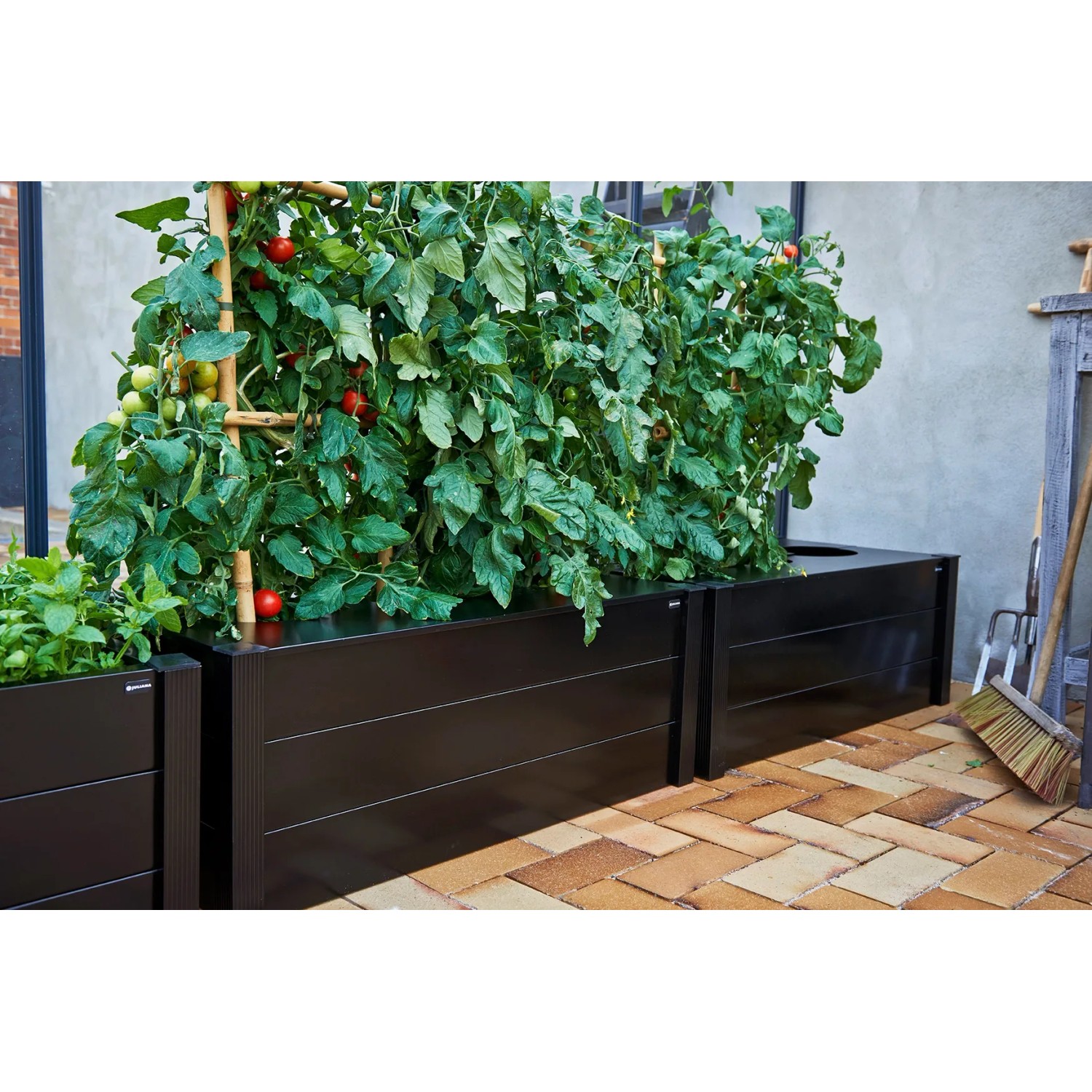Schwarzer Juliana Pflanzkasten (37x55x95cm) mit Tomatenpflanzen, ideal für Gewächshaus & Garten.