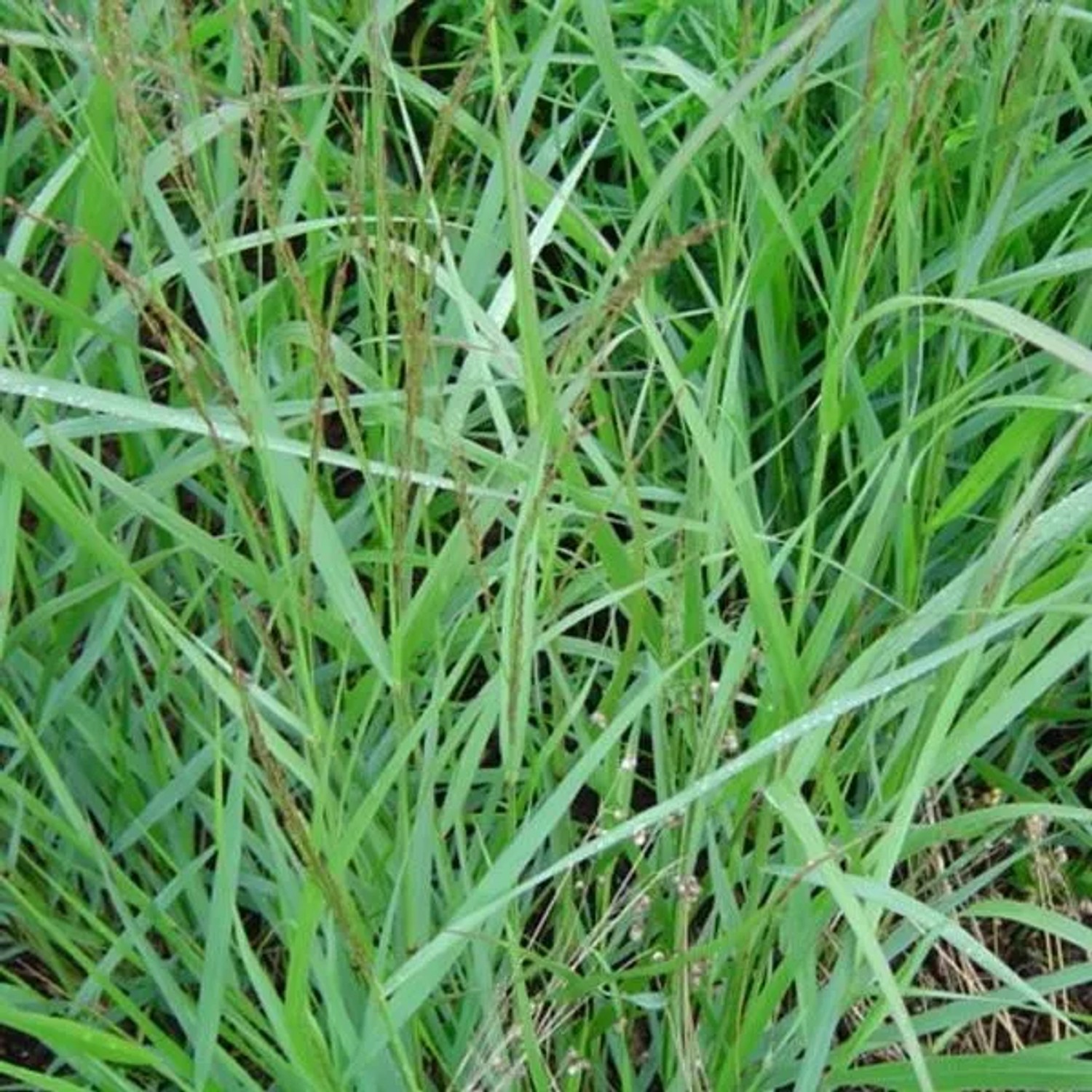 6 x Rutenhirse 'Warrior' Panicum virgatum Topf 9cm Herbstfärbung