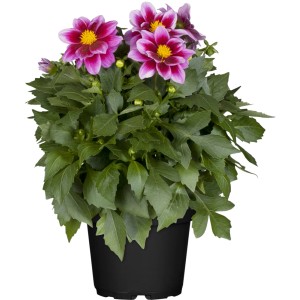 OBI Garten-Dahlie im Topf, ca. 12 cm, mit pink-weißen Blüten und grünen Blättern.