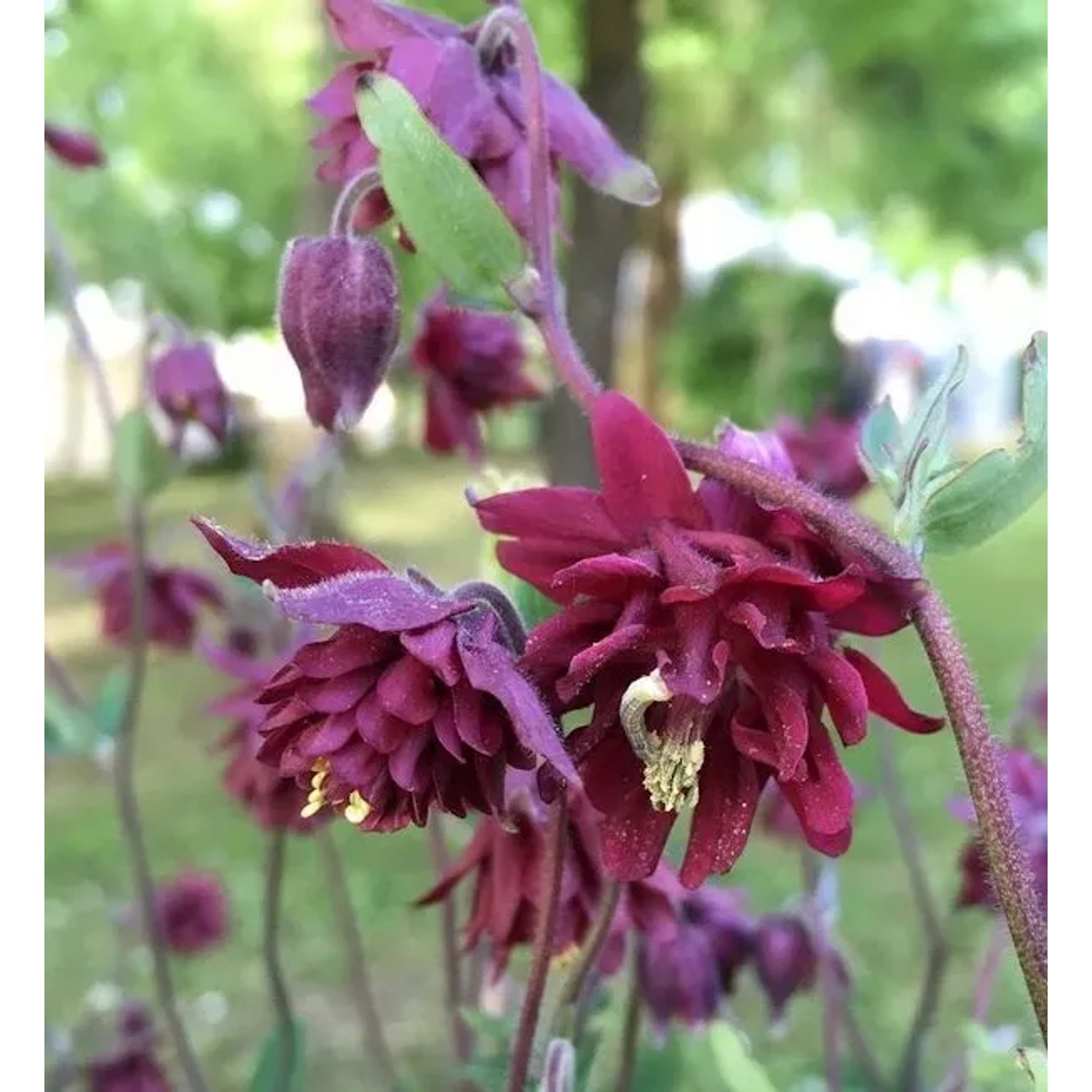 Akelei Ruby Port - Aquilegia vulgaris