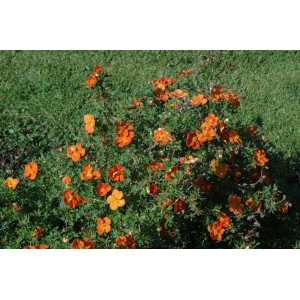 Leuchtend rote Potentilla 'Red Ace' Fingerstrauch im 9x9 cm Topf, blühende Zimmerpflanze.