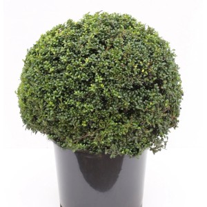Kugelförmiger Löffel-Ilex (Ilex crenata) im Topf, ca. 25-30 cm hoch.
