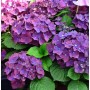 Bauernhortensie Frisbee Purple mit dichten, violetten Blüten und grünen Blättern. Robuster Gartenstrauch.