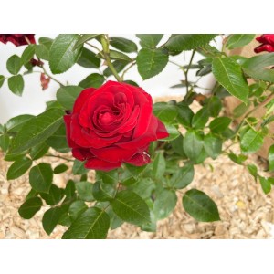 Strauchige Edelrose Ingrid Bergmann im Topf mit samtig, tiefroter Blüte.