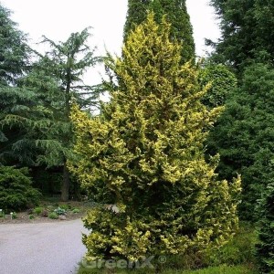 Zwerg Hinoki Scheinzypresse, 40-50cm, goldgelbe Nadeln, im Garten.