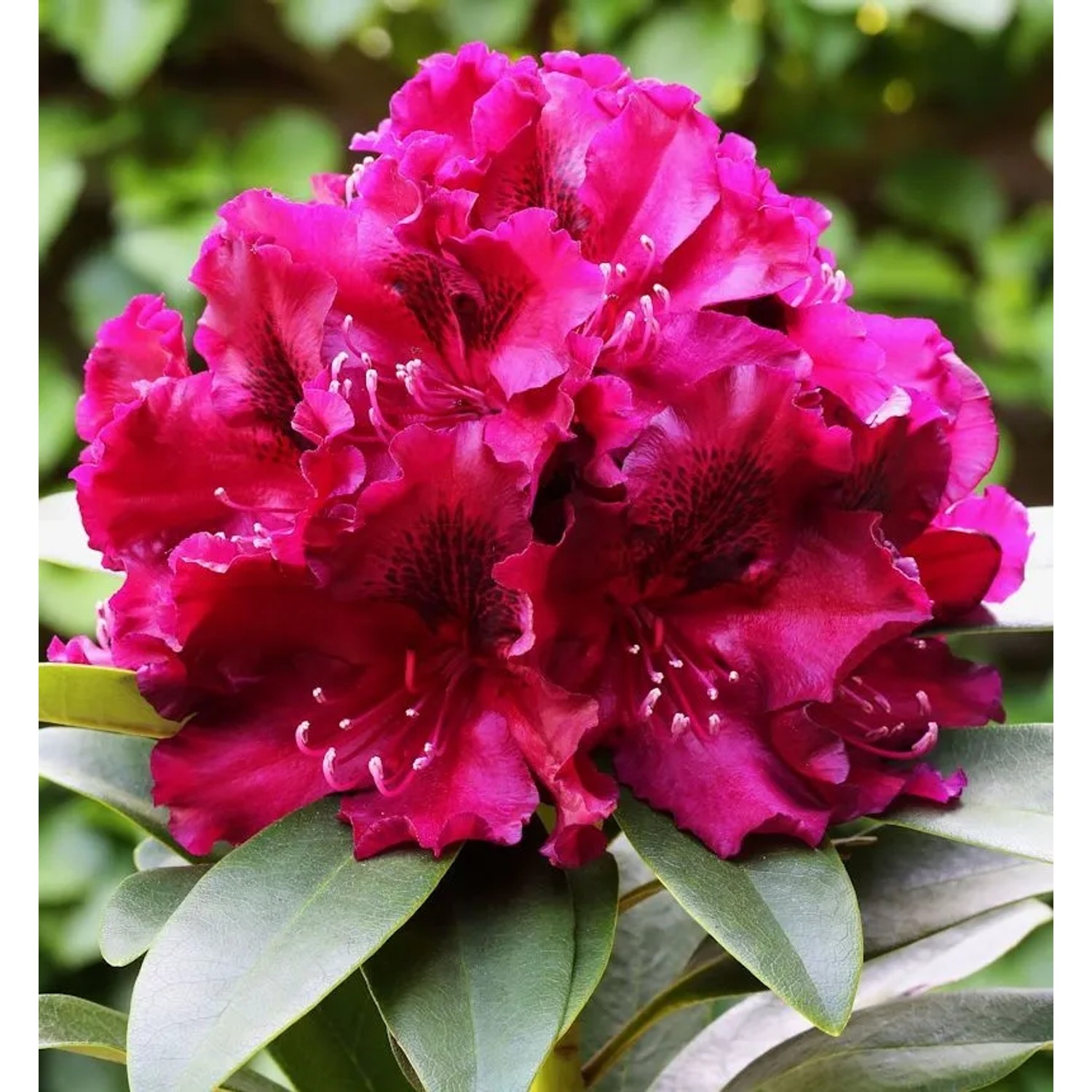 Großblumige Rhododendron Midnight Beauty 40-50cm - Alpenrose