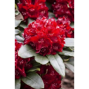 Leuchtend roter Rhododendron Cherry Kiss mit grünen Blättern, Nahaufnahme.