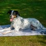 Hund liegt auf grauer Kühlmatte mit Pfotenmuster (99,5x70cm) im Garten. Dobar Hundekissen für Hunde.