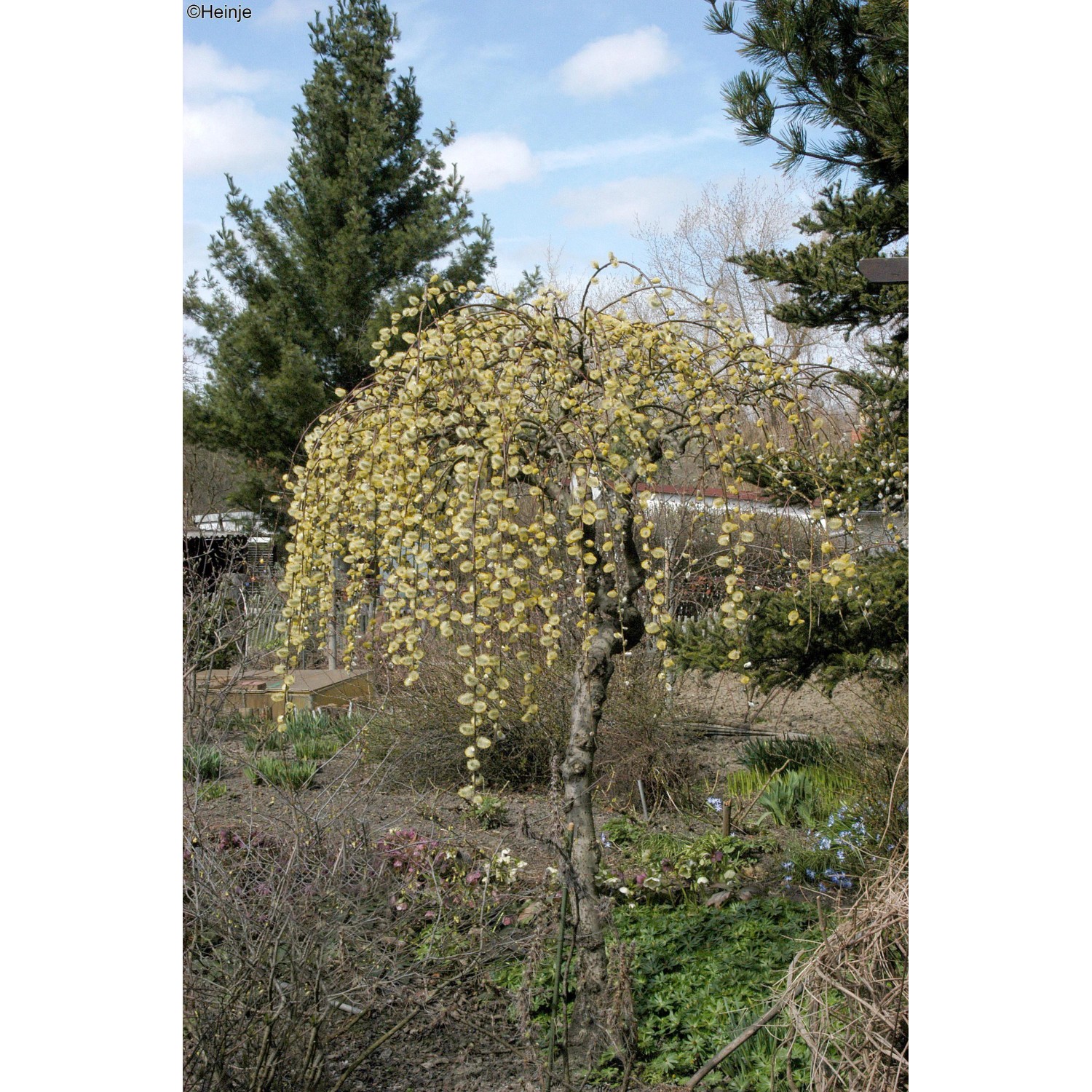 Hngende Ktzchenweide Salix caprea 80-100 cm 3 l Frhjahrsblher  bienenfreundlich kaufen bei OBI