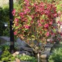 Hochstamm Weigelie Bristol Ruby mit rubinroten Blüten im Garten.