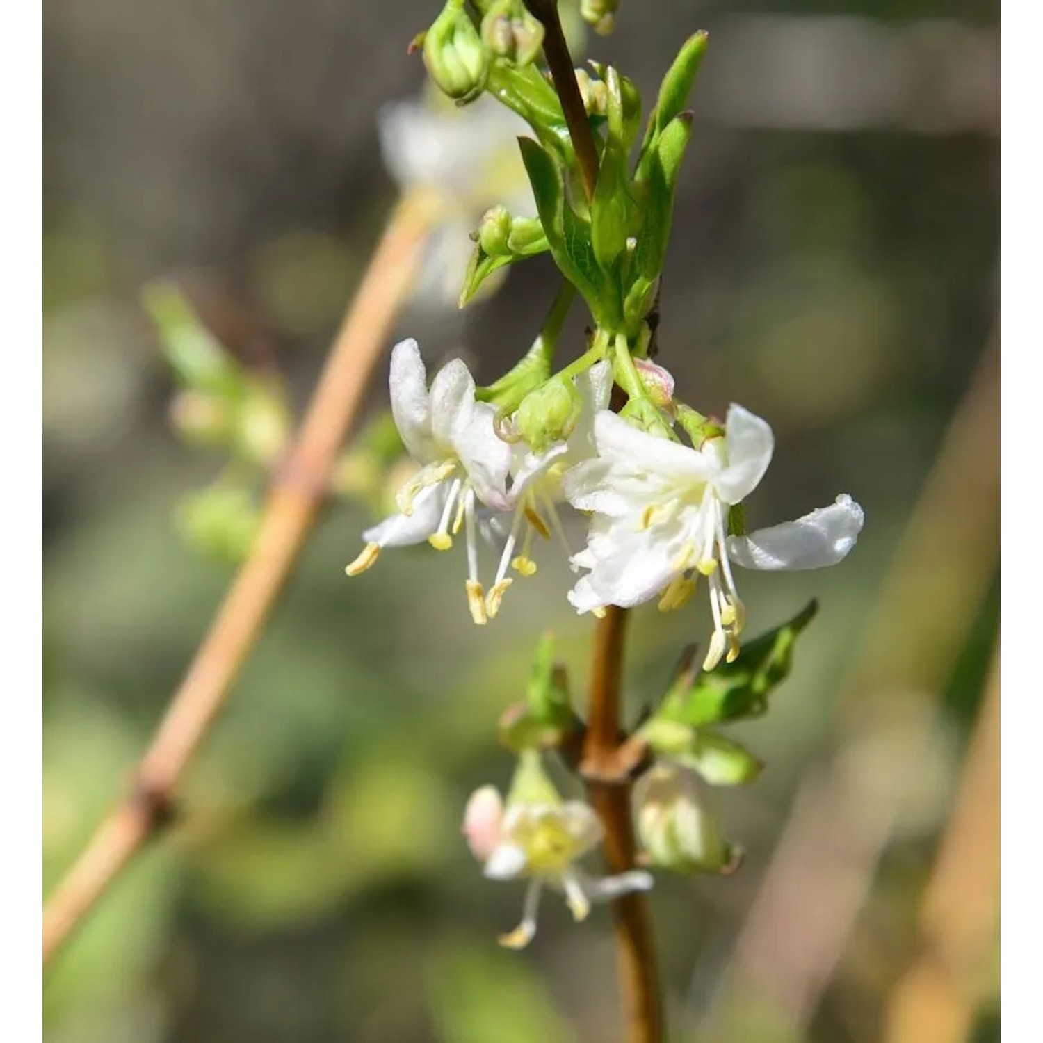 Wohlriechende Heckenkirsche Sweet Caroline 60-80cm - Lonicera fragrantissima