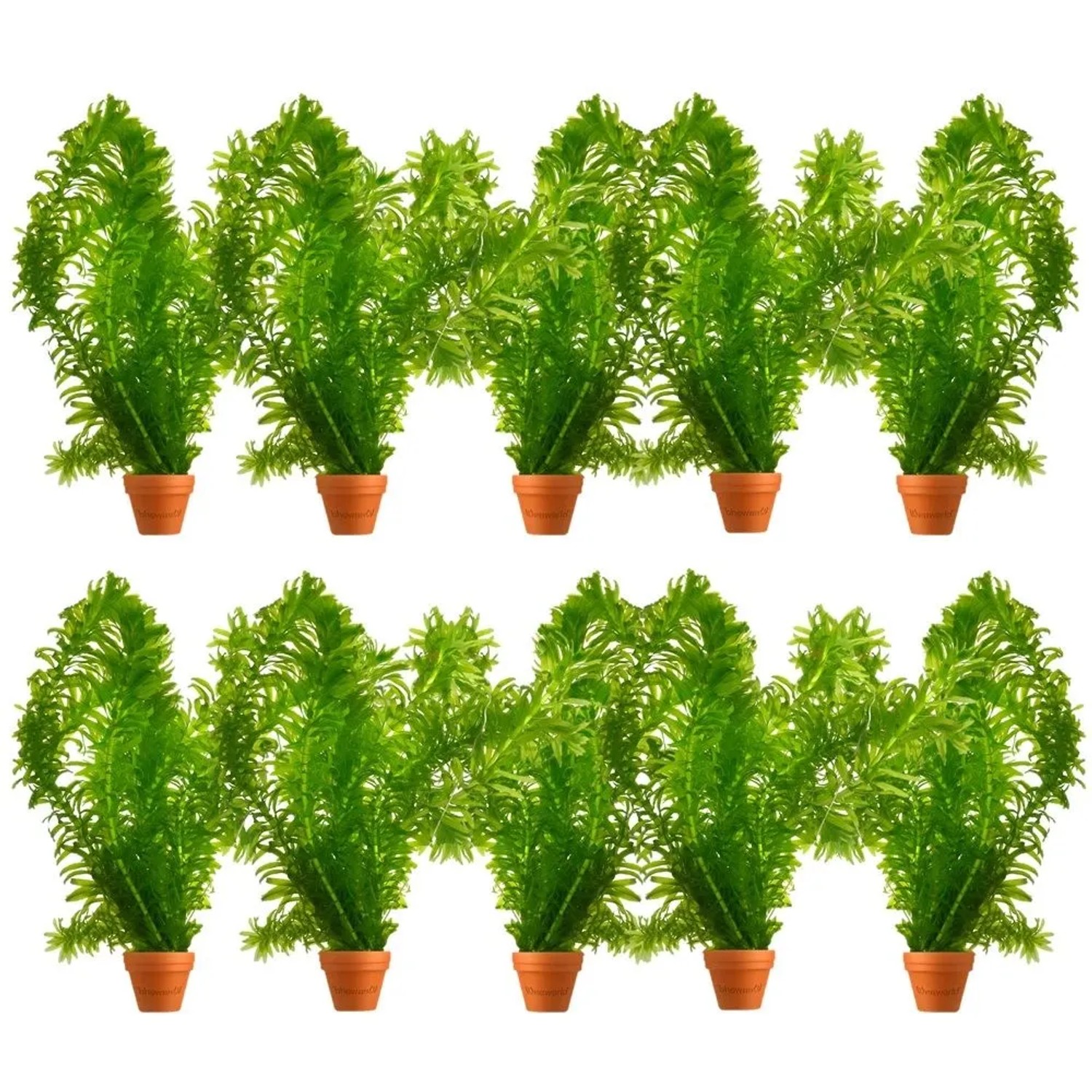 Vdvelde Wasserpest   Elodea Densa   10 Stück   Sauerstoffpflanze   Teichpflanze