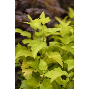Gelblaubiger Strauch: Physocarpus 'Darts Gold' mit leuchtend gelben Blättern.