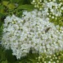 Nahaufnahme der weißen Blüten der Zwergspiere (Spiraea japonica).