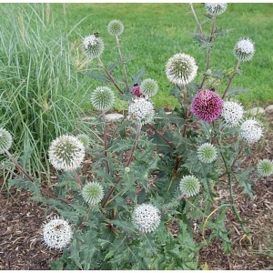 Kugeldistel Arctic Glow (Echinops sphaerocephalus) mit weißen und pinken Blüten im Garten.